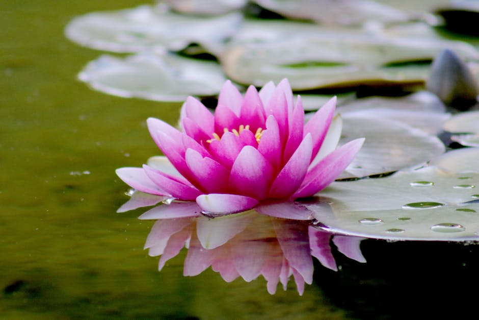 pexels photo 539694 539694 Close-up of a vibrant pink lotus flower reflecting on a tranquil pond surface.